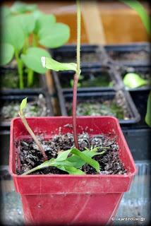 Retro de Mai au jardin...