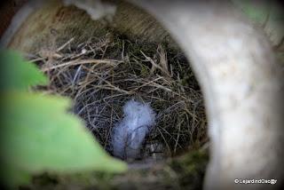 Retro de Mai au jardin...