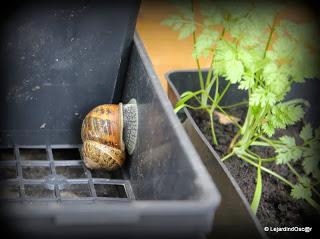 Retro de Mai au jardin...