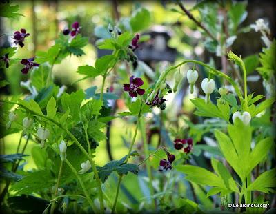 Retro de Mai au jardin...