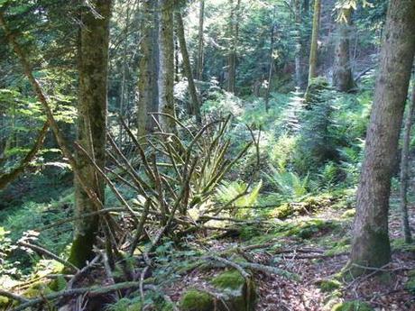Forêt refuge dans une zone à ours en Béarn : une friche hirsute, un jardin à l'adandon, un squelette décharné, sans âme, sans passé ni avenir 
