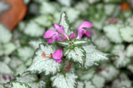 lamium maculatum paris 1 dec 2013 073 (3).jpg