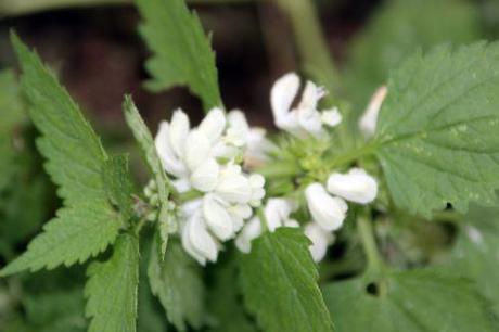 4 lamium album paris 1 dec 2013 071 (3).jpg