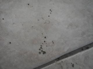 (function(d){ var js, id = 'facebook-jssdk'; if (d.getEle...