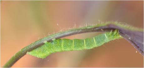 (function(d){ var js, id = 'facebook-jssdk'; if (d.getEle...