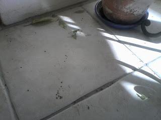 (function(d){ var js, id = 'facebook-jssdk'; if (d.getEle...