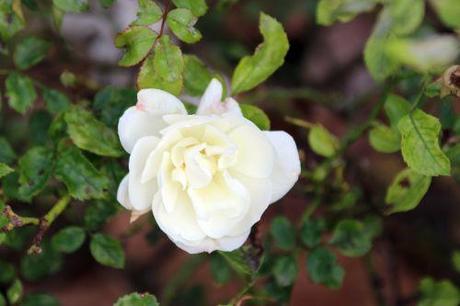 opalia 4 paris 1 dec 2013 119.jpg