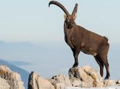 Royal, bouc prend pose pierre sommet Creux-du-Van