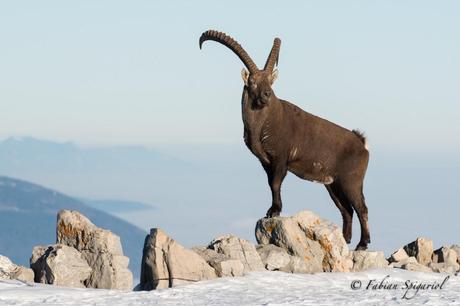 Royal, le bouc prend la pose sur le mur de pierre au sommet du Creux-du-Van