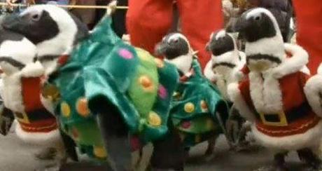 Une image compromettante pour le père Noël : il exploiterait des pingouins dans son atelier. Notre photographe a tout juste eu le temps de prendre ce cliché avant d'être repoussé par les aboiement du sapin de garde que vous voyez à l'avant-plan.