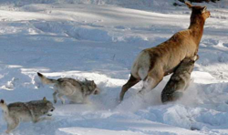 Suisse : Les loups jouent bien leur rôle de prédateurs d'ongulés sauvages