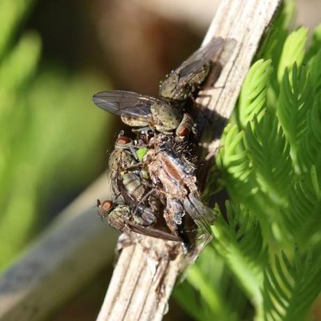 accouplement et repas