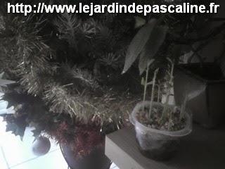 Semis de graines de salade de fruits