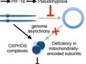 VIEILLISSEMENT: retarder c'est possible boostant mitochondries Cell