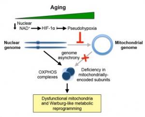 VIEILLISSEMENT: Le retarder c'est possible en boostant les mitochondries – Cell