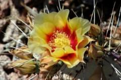 fleurs-de-cactus--desert_19-105999.jpg