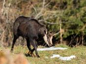 Rencontre avec vieux bouc