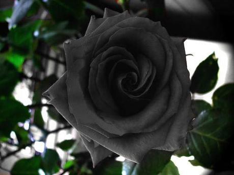 Black Rose of Turkey2