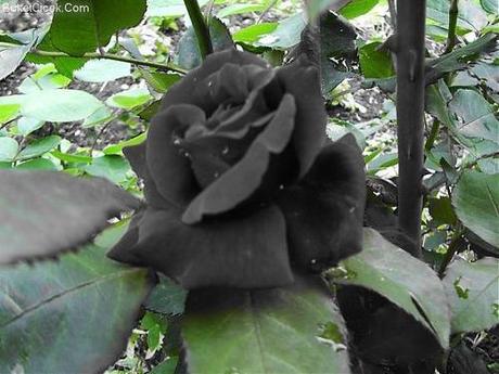 Black Rose of Turkey3