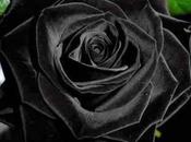 roses noires existent…