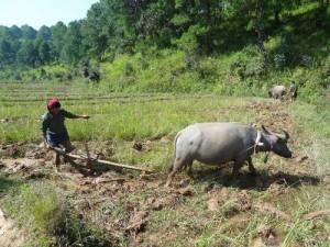 Birmanie, pourquoi il faut y aller maintenant Myanmar_agriculture_bufle