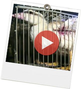 La To Do Green de la semaine – 23 au 29 décembre 2013 Stop_foie_gras - JulieFromParis