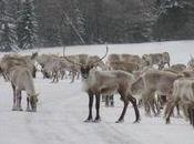 Images nord Québec CIACC camp pins