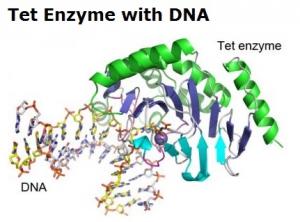 ÉPIGÉNÉTIQUE: Tet, l'enzyme clé de la méthylation décryptée – Nature