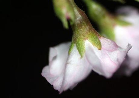 f prunus subhirtella veneux 26 déc 2013 017 (4).jpg