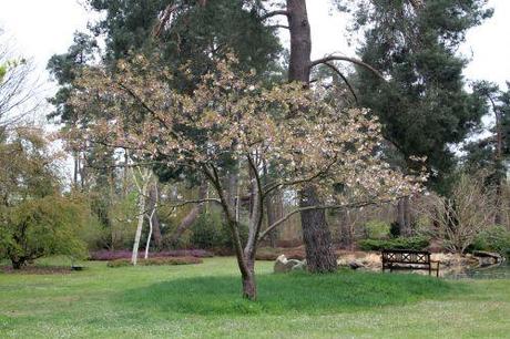 prunus yedoensis 2 gb 9 avril 2012 029 (4).jpg