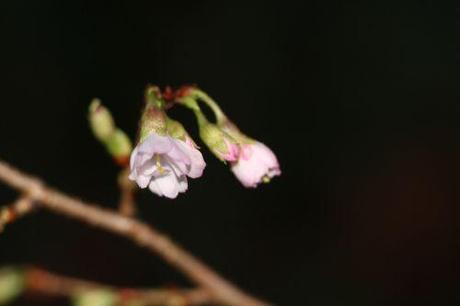 c prunus subhirtella veneux 26 déc 2013 017 (3).jpg