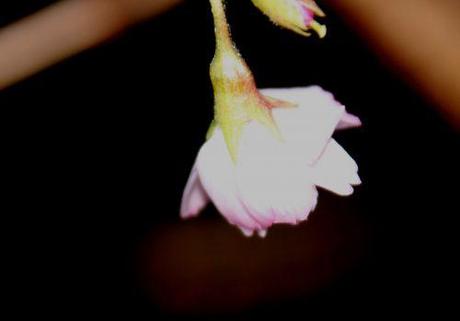 d veneux 26 déc 2013 002.jpg