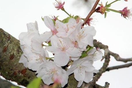prunus yedoensis 3 gb 9 avril 2012 029.jpg