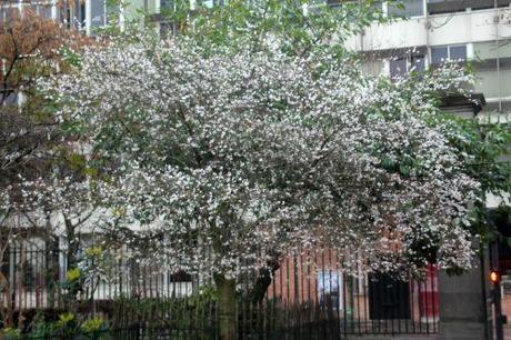 prunus subh paris 4 déc  2011 054.jpg