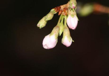 b prunus subhirtella veneux 26 déc 2013 017 (2).jpg