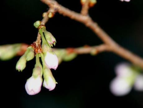 a veneux 26 déc 2013 006.jpg