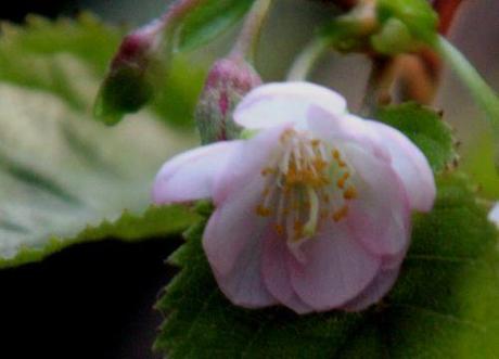 4 prunus subhirtella fl veneux 30 oct 2012 010 (7).jpg