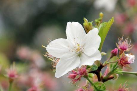 prunus yedoensis 4 gb 9 avril 2012 029 (2).jpg