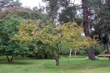 prunus yedoensis 1 gb 6 oct 2012 034 (2).jpg