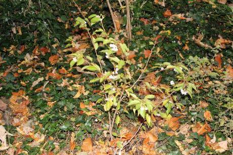 1 prunus subhirtella veneux 30 oct 2012 010.jpg