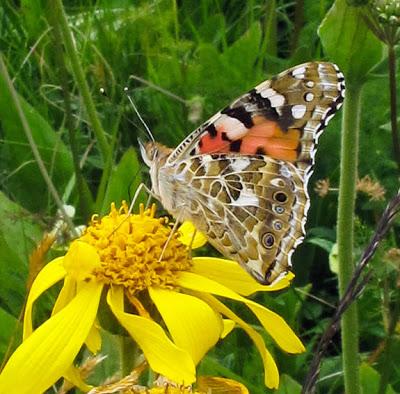 Arnica et Belle dame 5