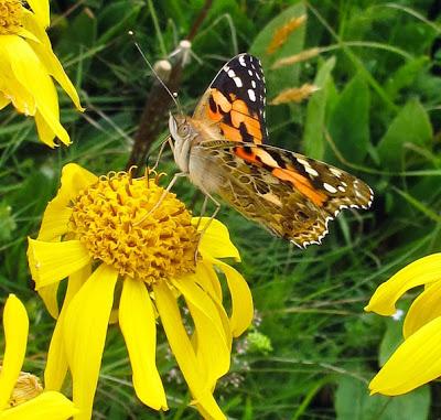 Arnica et Belle dame 5