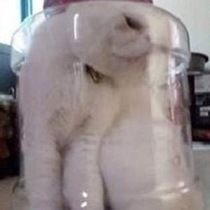 chat dans un bocal