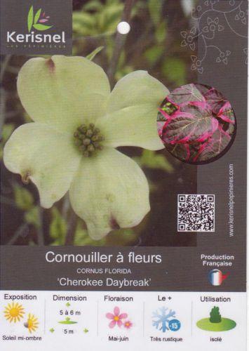 3 cornus florida cherokee daybreak 001 (4).jpg