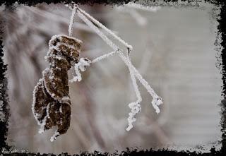 Chronologie d’un roman annoncé