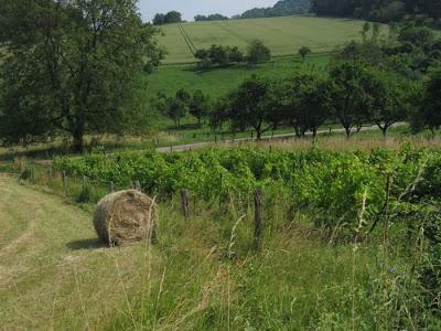 Se promener avec des amis, aux confins de la Meurthe et Moselle, des Vosges et de la Meuse par une belle journée d'été