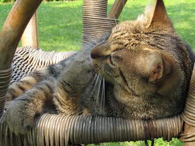 Se promener avec des amis, aux confins de la Meurthe et Moselle, des Vosges et de la Meuse par une belle journée d'été