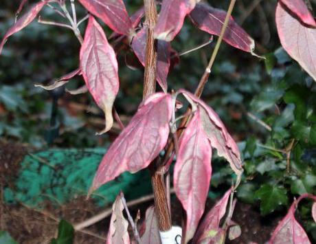cornus florida cherokee daybreak écorce veneux 29 déc 2013 002 (5).jpg