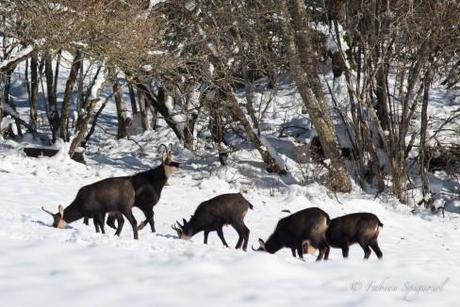 Bouc de chamois faisant la cours aux dames désintéressées...