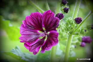 Seeds of love 2014...